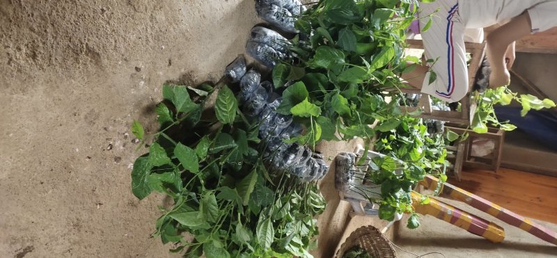 木瓜百香果苗香蜜百香果苗正品