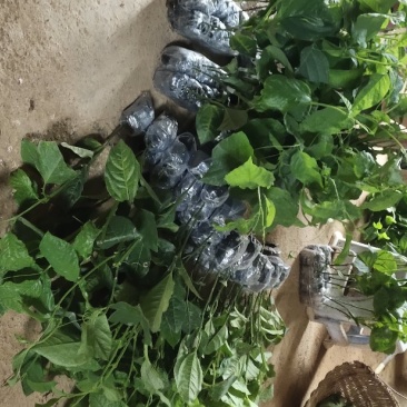 木瓜百香果苗香蜜百香果苗正品