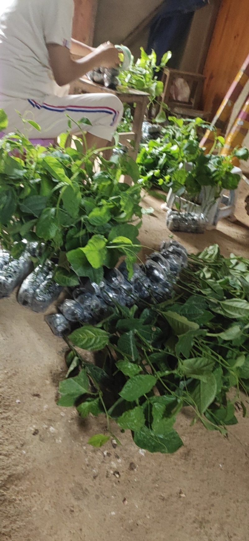 木瓜百香果苗香蜜百香果苗正品
