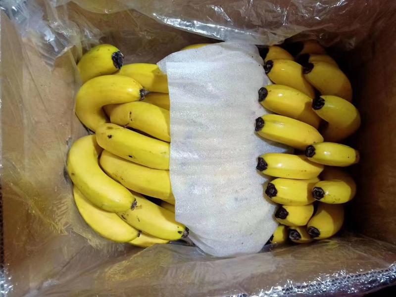 《热销产品》常年供应大量精品进口，国产香蕉，全国配送