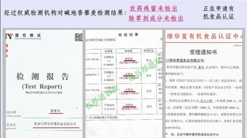 张北县农业基地养谷厚道碱地香藜麦
