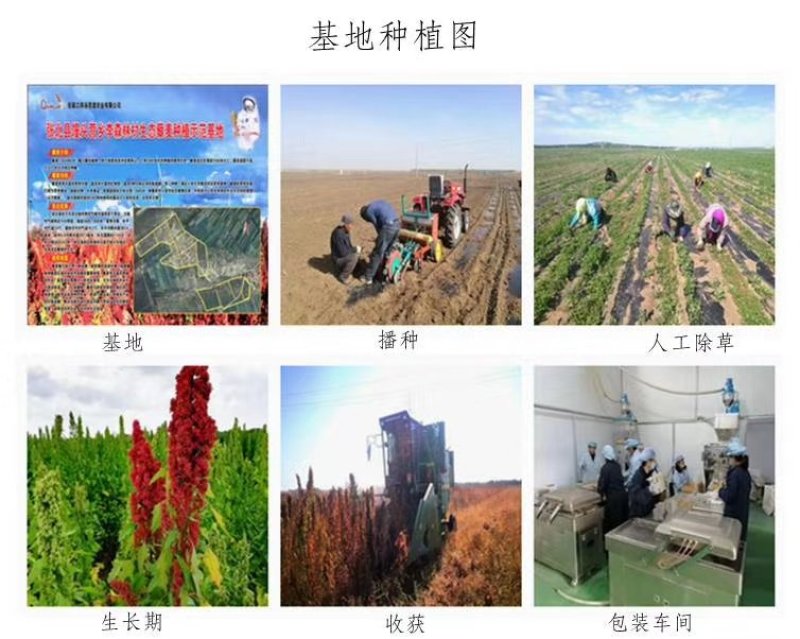 张北县农业基地养谷厚道碱地香藜麦