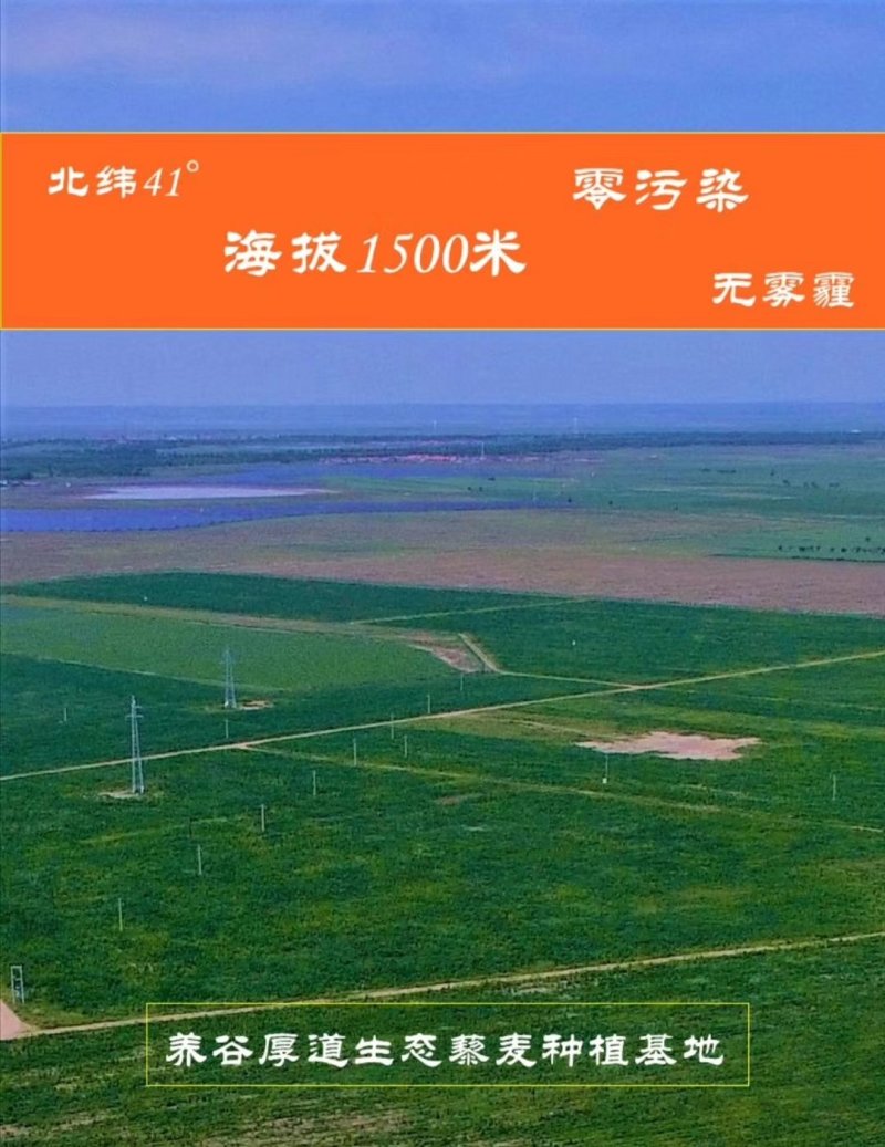 张北县农业基地养谷厚道碱地香藜麦