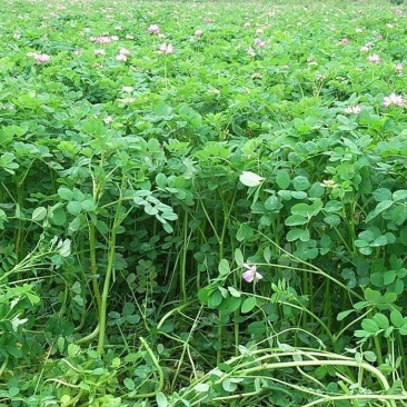 紫云英新种子绿肥种子红花草果园养蜂蜜源植物喂猪多年生牧草