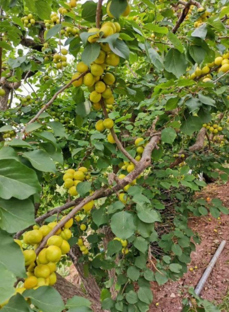 珍珠油杏，沂蒙山区果园直供，现摘现发，一件代发，包邮。