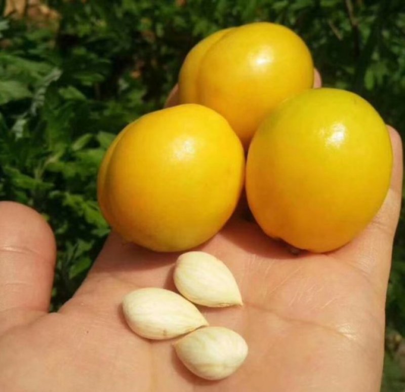 珍珠油杏，沂蒙山区果园直供，现摘现发，一件代发，包邮。