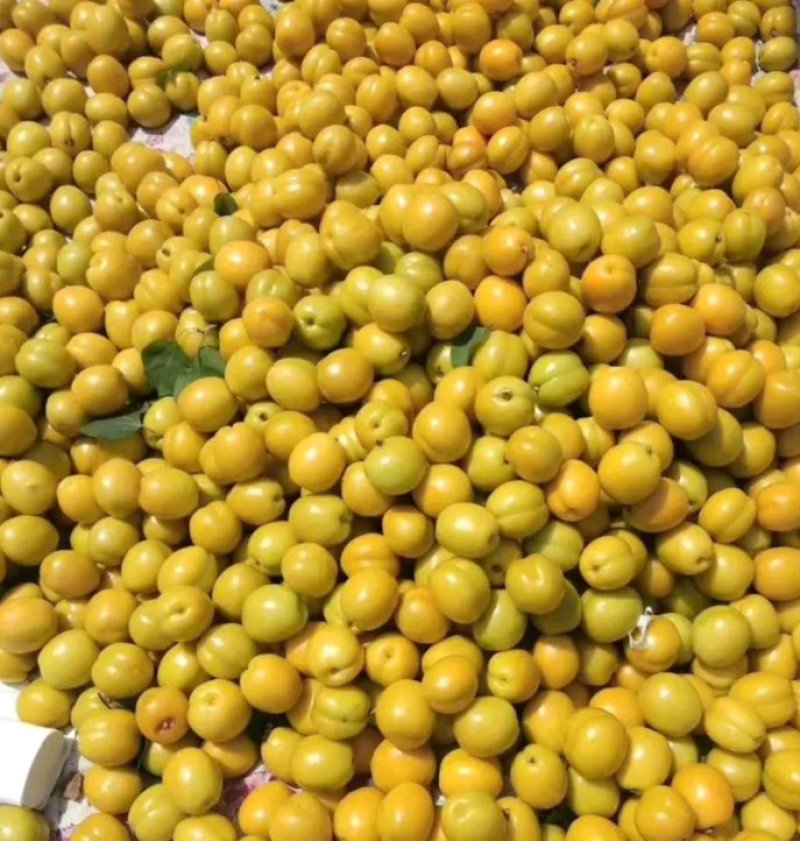 珍珠油杏，沂蒙山区果园直供，现摘现发，一件代发，包邮。