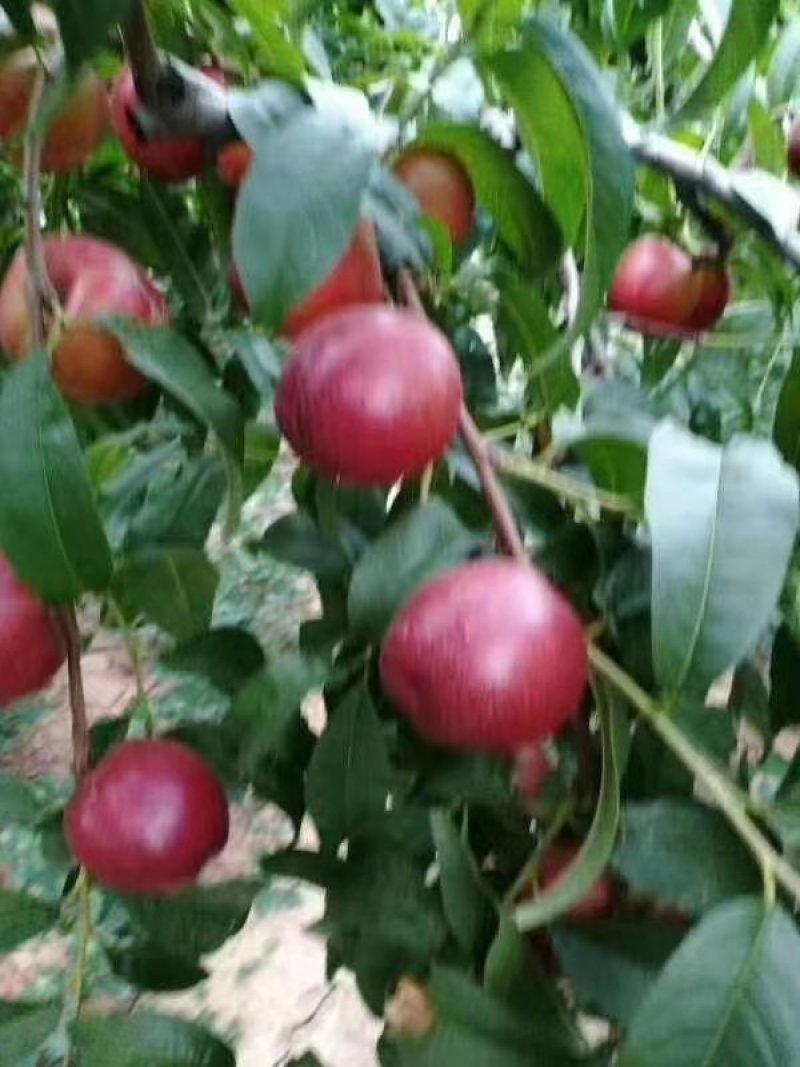 油桃陕西大茘水果产地直销