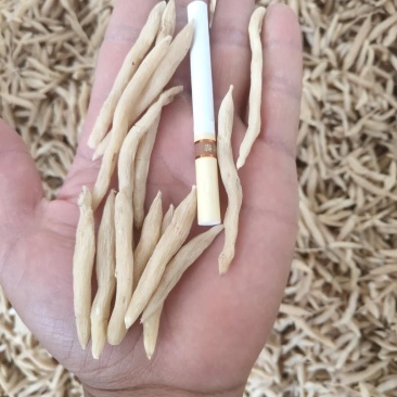 麦冬茶新鲜货无硫晒干麦冬饮品中药用均可量大包邮物流车