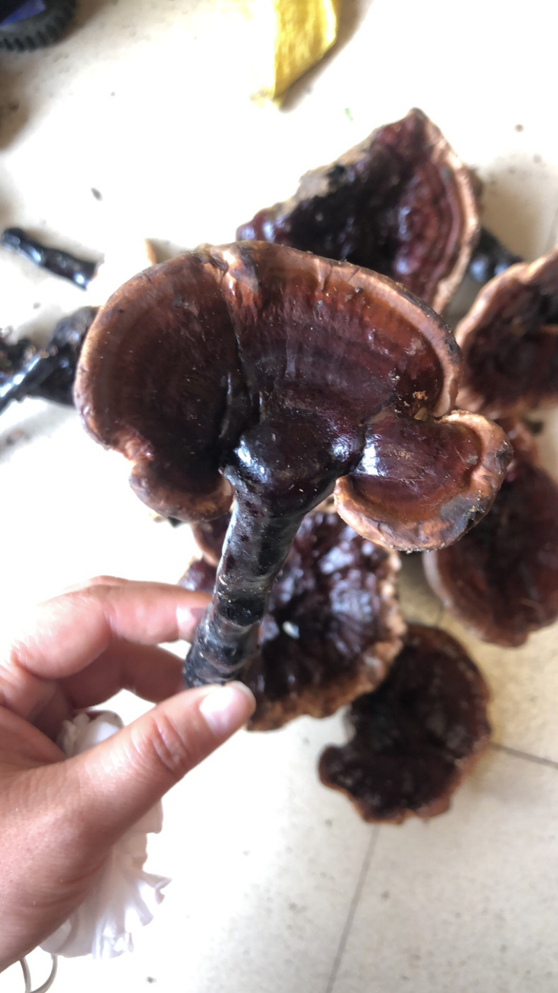 金秀大瑶山纯野生黑灵芝干货鲜货大量批发零售