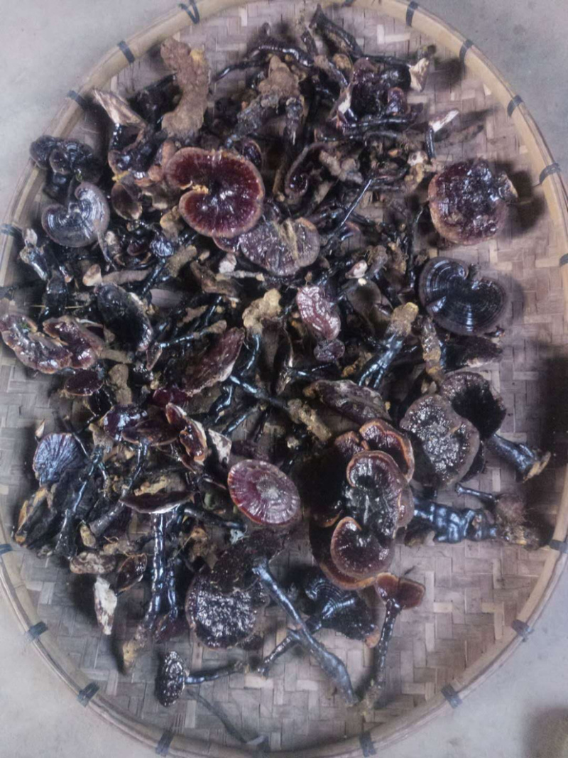 金秀大瑶山纯野生黑灵芝干货鲜货大量批发零售
