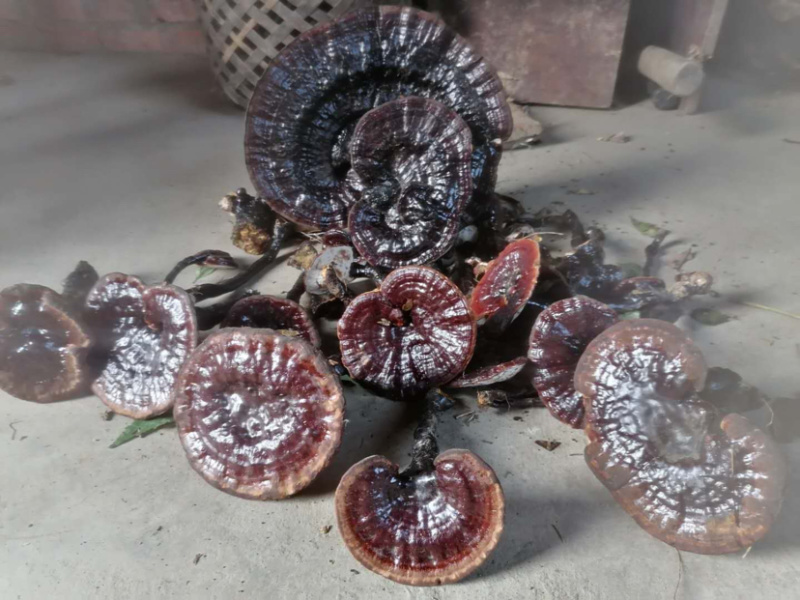 金秀大瑶山纯野生黑灵芝干货鲜货大量批发零售