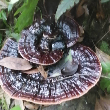 金秀大瑶山纯野生黑灵芝干货鲜货大量批发零售
