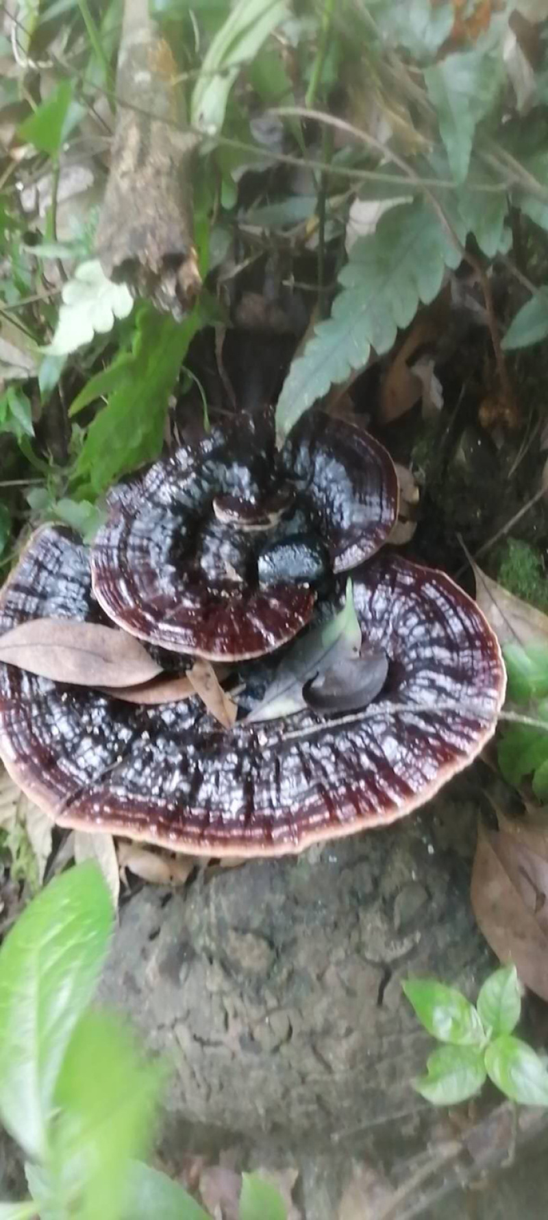 金秀大瑶山纯野生黑灵芝干货鲜货大量批发零售