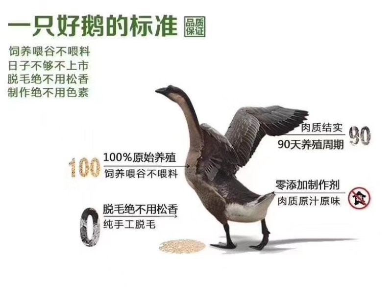 白条鹅黑棕鹅90天到100天左右各靓鹅养殖场直销