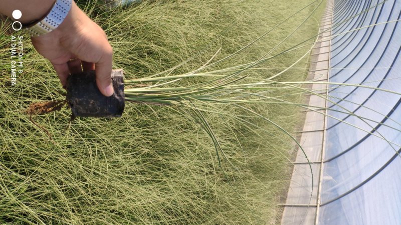 晨光芒观赏草苗圃直供可视频看货支持线上保障交易