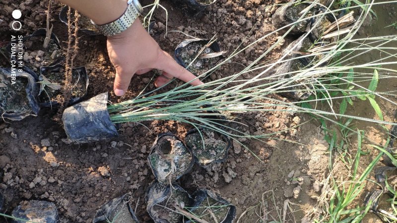 晨光芒观赏草苗圃直供可视频看货支持线上保障交易