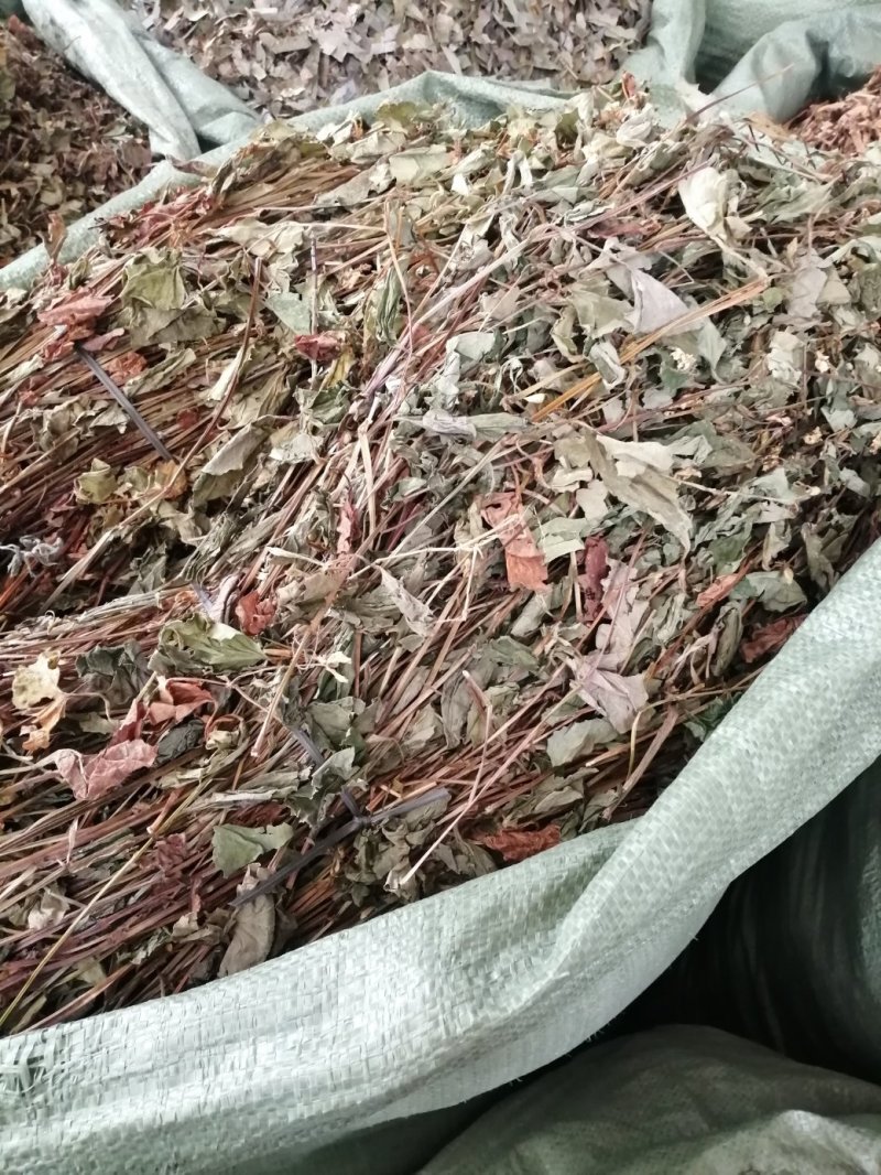 鱼腥草，野生鱼腥草，扎把条子，切片均有，颜色青绿干度好