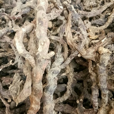 石菖蒲江西产野生精品货，欢迎新老客户打电话洽谈