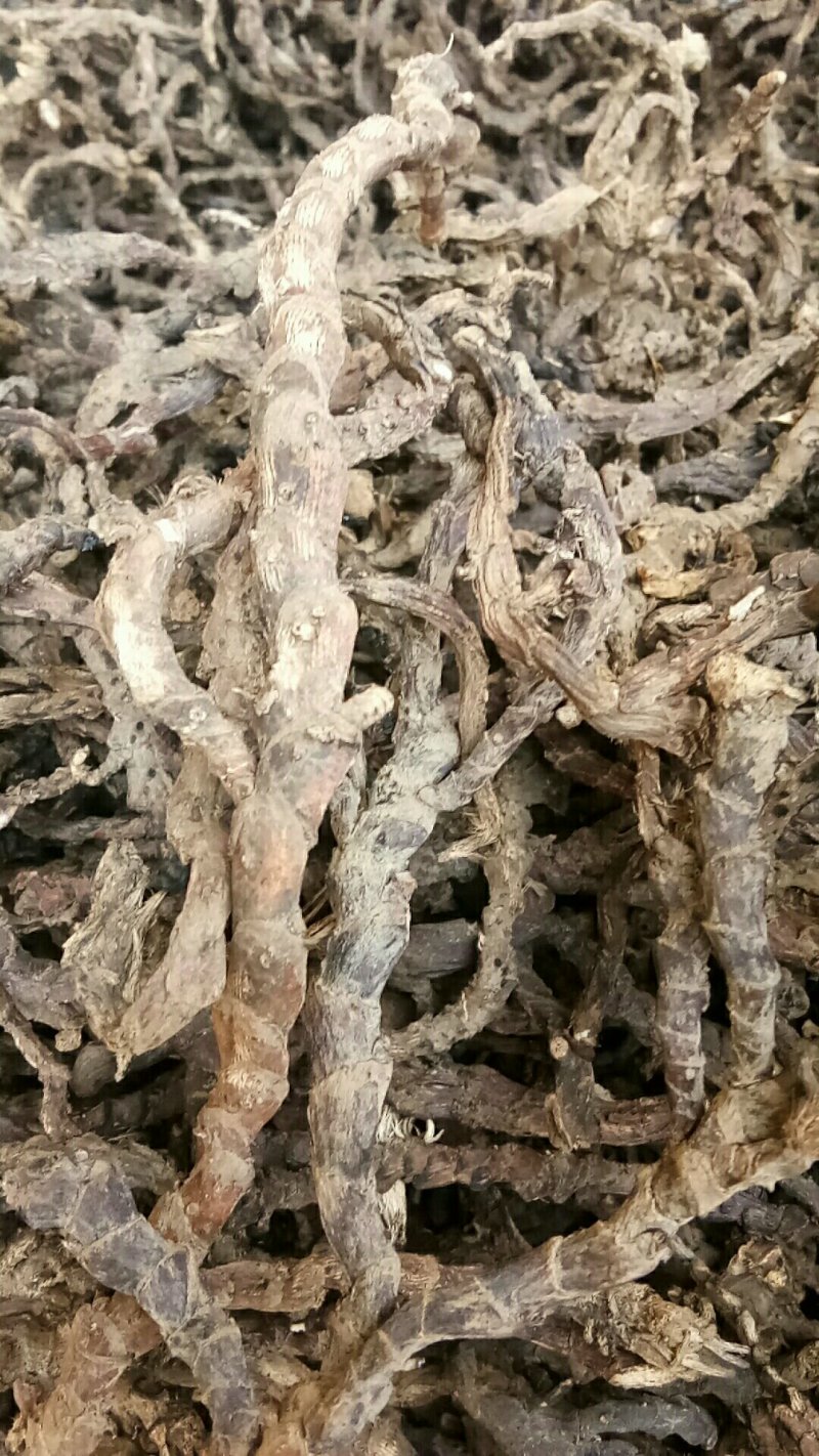 石菖蒲江西产野生精品货，欢迎新老客户打电话洽谈