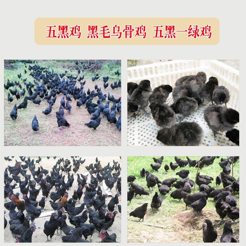 绿壳蛋种蛋乌鸡蛋黑鸡蛋种蛋