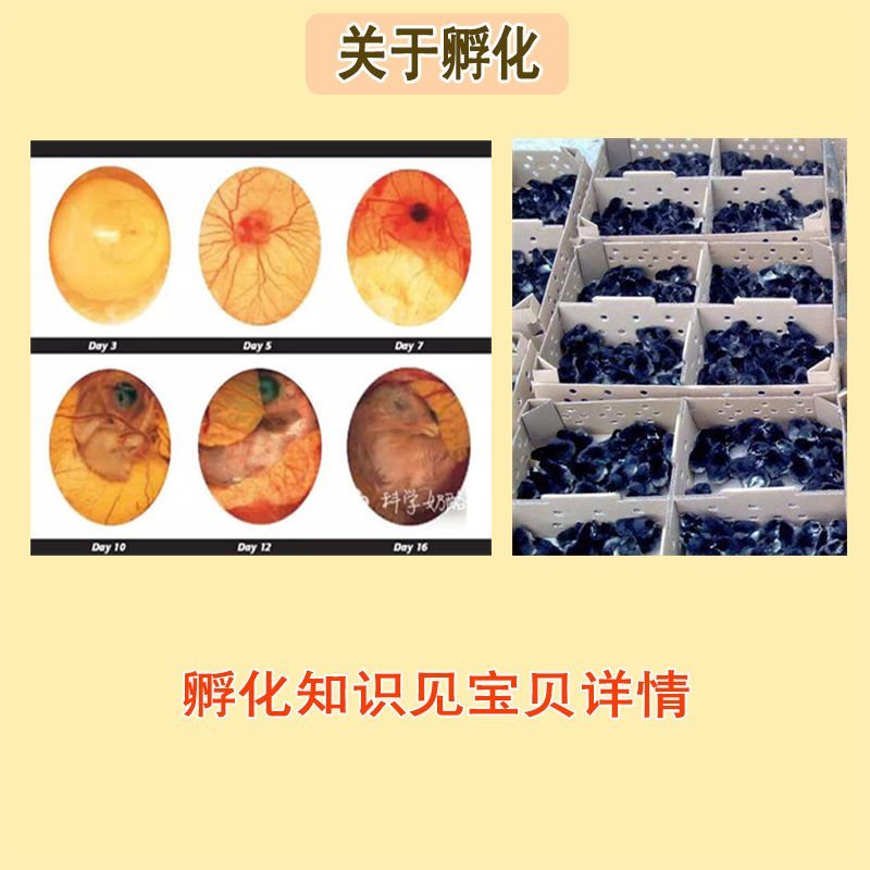 绿壳蛋种蛋乌鸡蛋黑鸡蛋种蛋