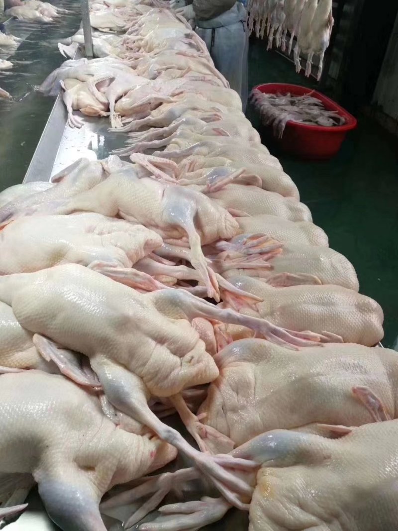 白条鸭樱桃谷填鸭养殖场直销