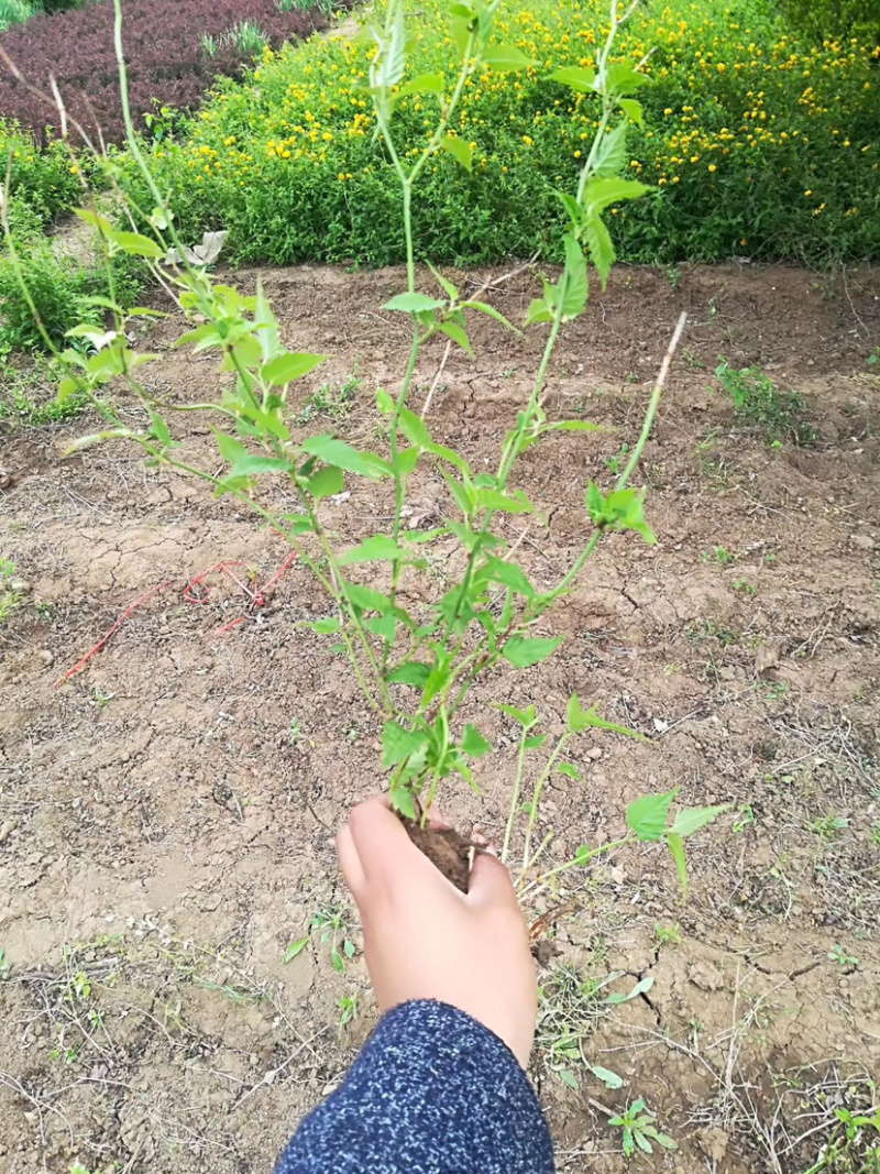 棣棠，棣棠苗，棣常小苗，地棠苗，地棠苗，地棠毛球