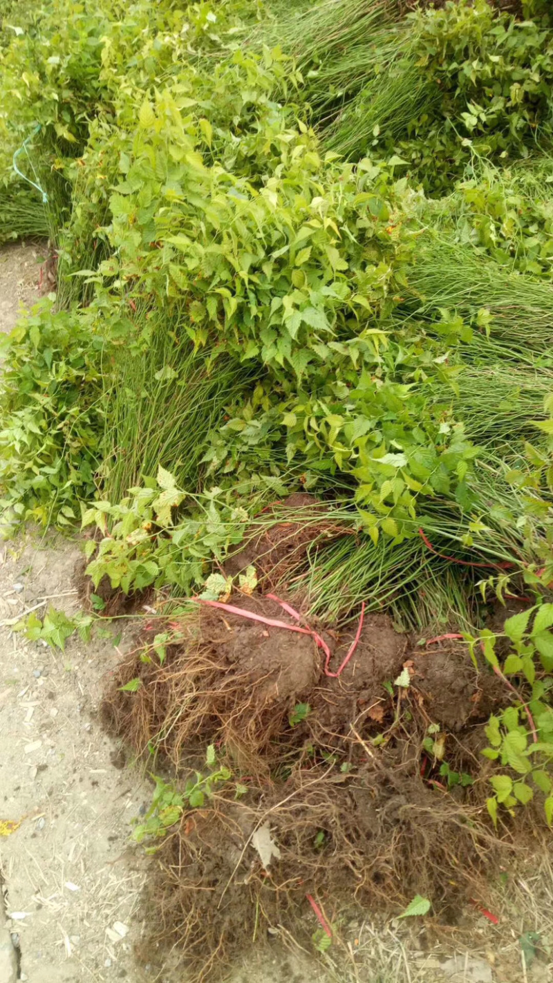 棣棠，棣棠苗，棣常小苗，地棠苗，地棠苗，地棠毛球