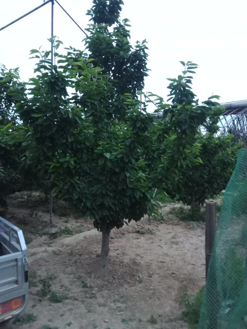 樱桃树
