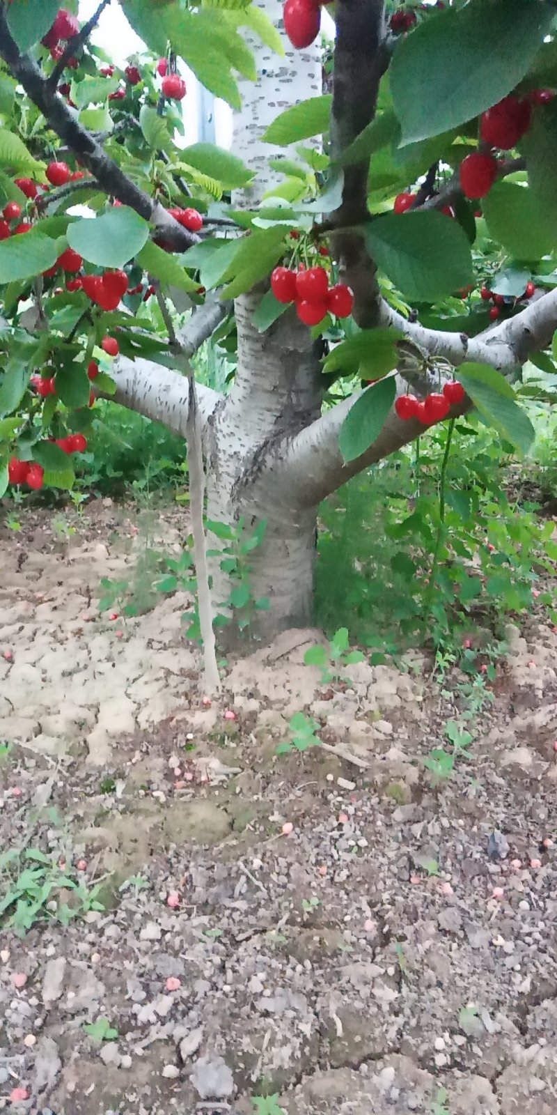 樱桃树