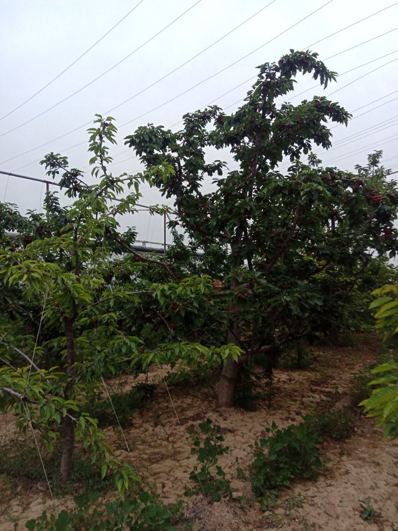 樱桃树