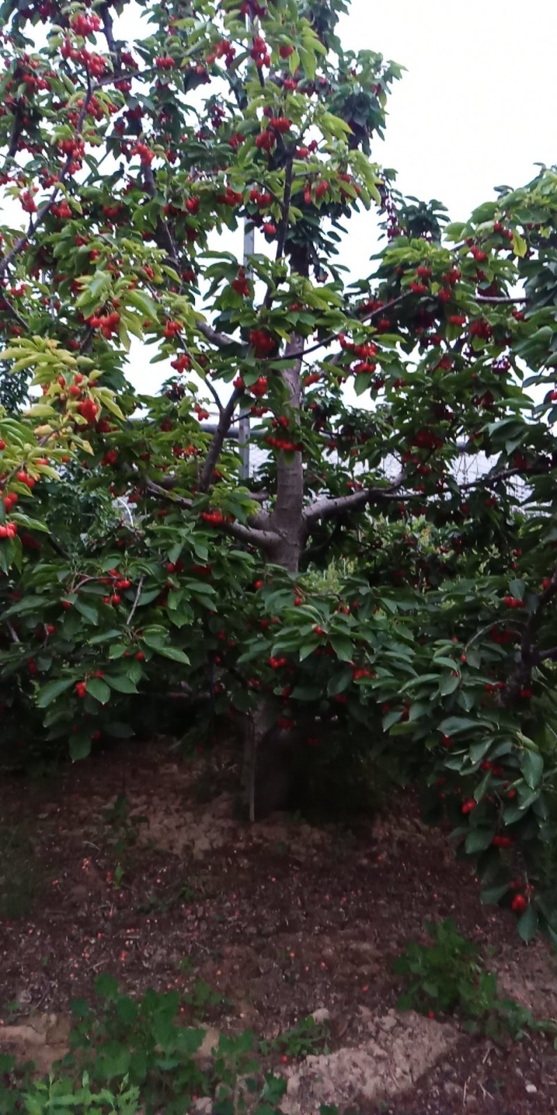 樱桃树