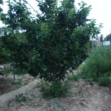 樱桃树