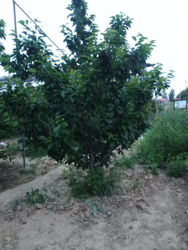 樱桃树
