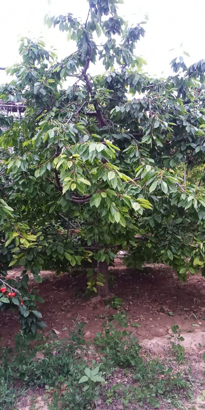 樱桃树