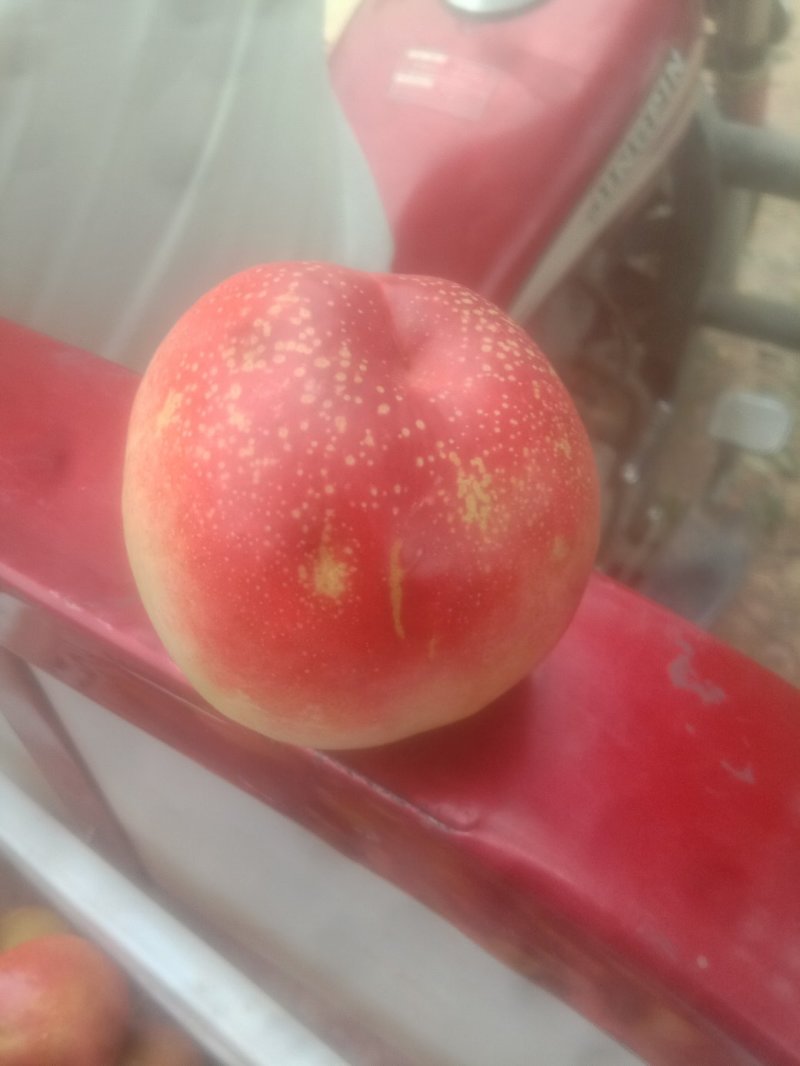 中游十八油桃大量供应了陕西西安