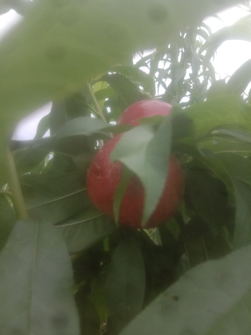 中游十八油桃大量供应了陕西西安