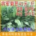将军菊苣种子鸡鸭鹅鱼兔爱吃蛋白质含量高