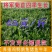 将军菊苣种子鸡鸭鹅鱼兔爱吃蛋白质含量高