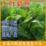 将军菊苣种子鸡鸭鹅鱼兔爱吃蛋白质含量高