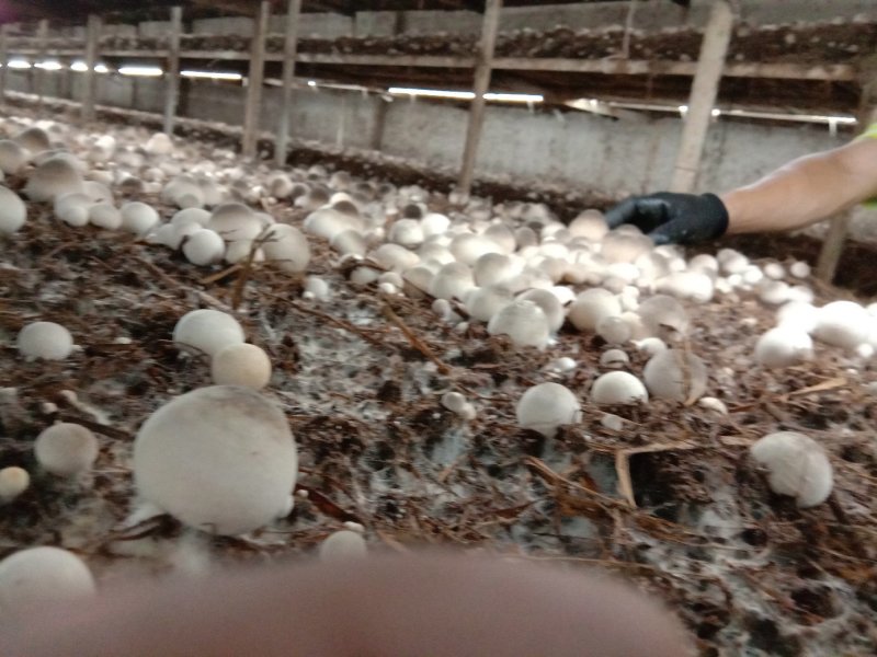 草菇