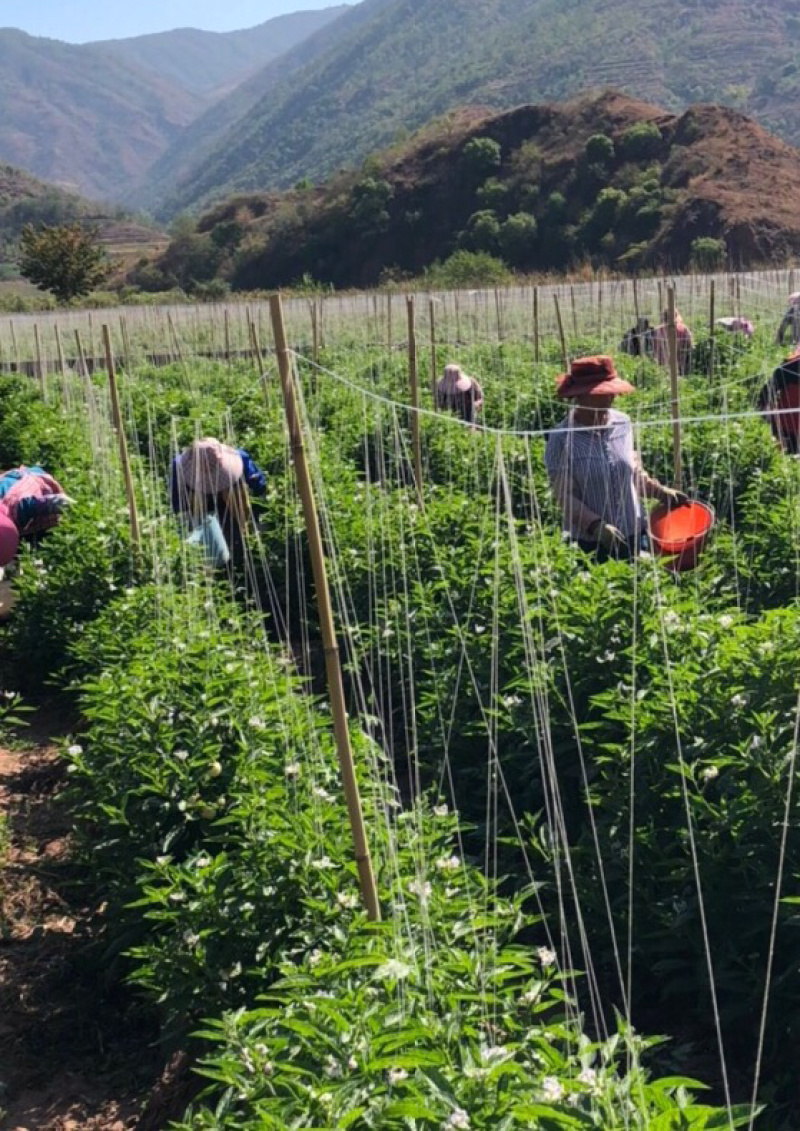 云南人参果自产自销，专业电商直播平台一件代发，欢迎恰谈