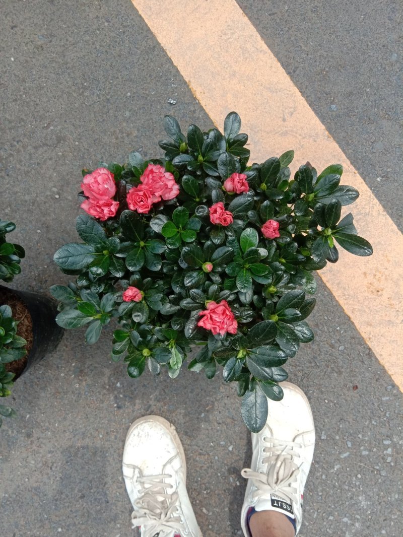 常年杜鹃花，