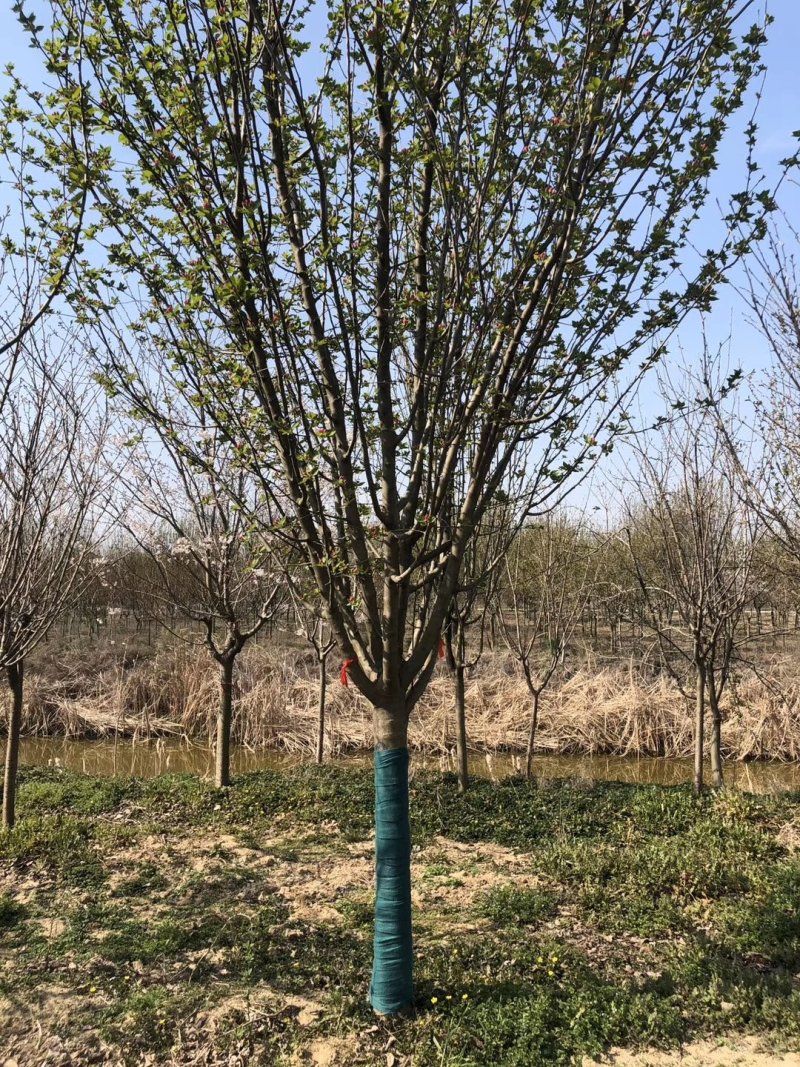 北美海棠，占地海棠，自家苗圃保质保量品质好价格低