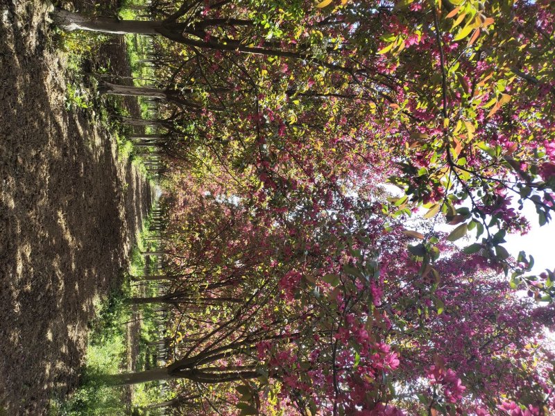 北美海棠，占地海棠，自家苗圃保质保量品质好价格低