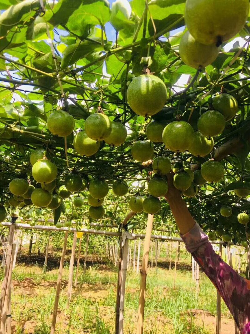 香蜜味黄金百香果6.5大量现货接单