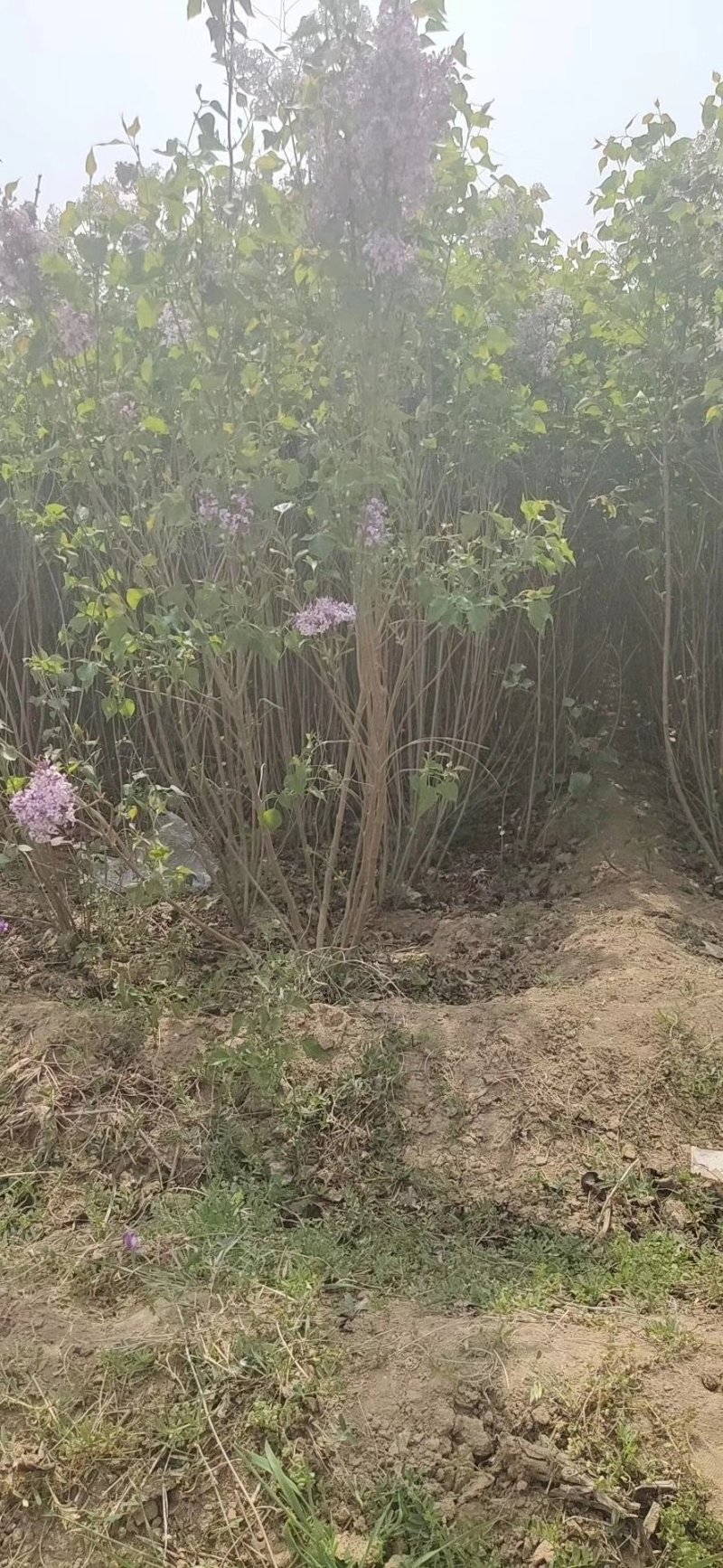 精品紫丁香一米五紫丁香二米紫丁香多头紫丁香