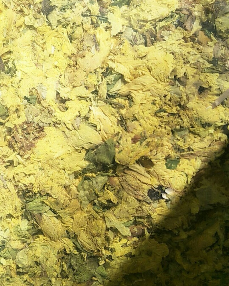 黄蜀葵花，常年批发供应黄蜀葵花，药食同源