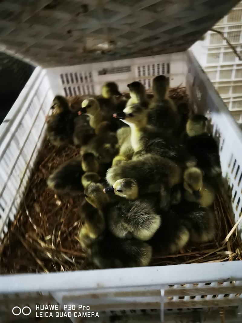 灰鹅苗禽畜种苗鹅苗塔城雁鹅苗灰鹅苗马岗鹅苗